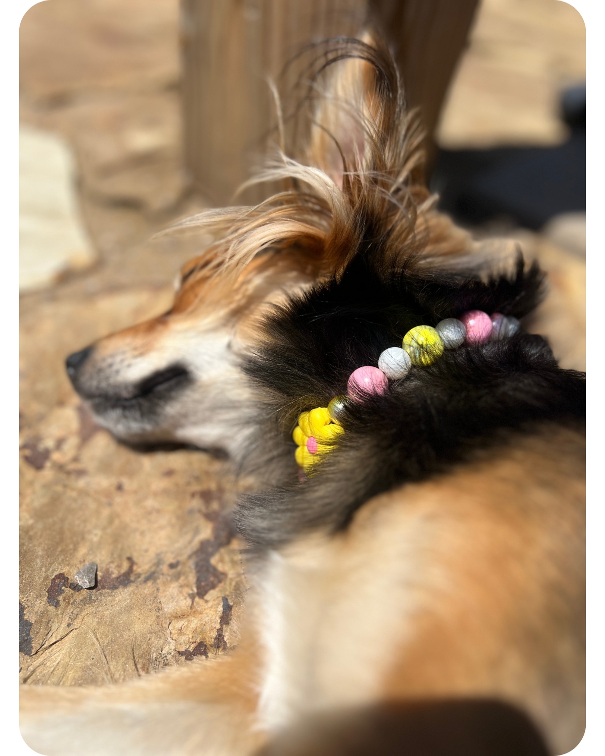 Beaded Dog Collars